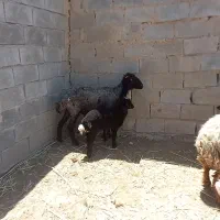 گوسفند مطفل زیرش ماده قیمت توافقی