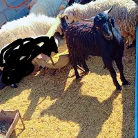 بره نر چاق  خوش طعم خوراک خورده گوشت کیلویی 750|حیوانات مزرعه|زرند, |دیوار