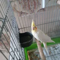 عروس هلندی نر سخنگو