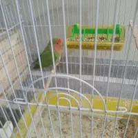 طوطی برزیلی مولد نر معاوضه با مرغ عشق