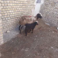 دو‌راس‌میش‌بره‌جوان‌قیمت‌دونی‌۲۷