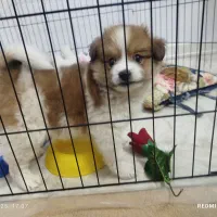 سگ پامر|سگ|تهران, شهرک یاس|دیوار