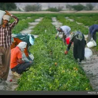 کارگر برای زمین کشاورزی