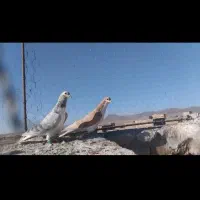 ساده هفترنگ آس|پرنده|رشتخوار, |دیوار