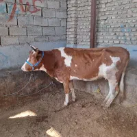 گاو ابستن|حیوانات مزرعه|گنبد کاووس, |دیوار