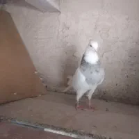 ماده طوقی|پرنده|قم, یزدانشهر|دیوار