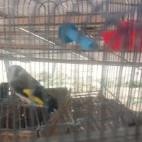 سهره