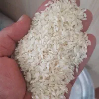 فروش برنج کامفیروزی