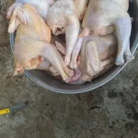 مرغ و خروس محلی آیهان