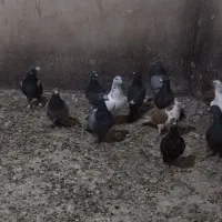 کفتر هوایی تبعیدی نروماده|پرنده|مه ولات, |دیوار