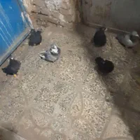 کبوتر فروشی