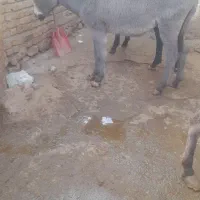 کره الاغ ماده باب گله ۱۰ماهشه هیکلی و درشت|حیوانات مزرعه|کنگاور, |دیوار