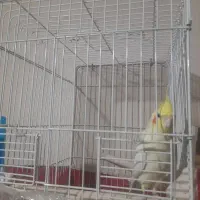 عروس هلندی