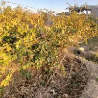 فروش فوری باغ در روستای آغجه اوبه شهرستان عجبشیر|فروش زمین و ملک کلنگی|عجب شیر, |دیوار