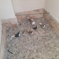 کبوتر|پرنده|تاکستان, |دیوار