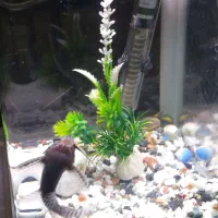 اکواریوم|ماهی|تهران, اوقاف|دیوار