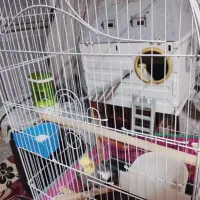 جفت عروس هلندی با وسایل