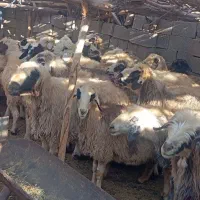 25راس میش داشتی صحرایی|حیوانات مزرعه|ارژن, |دیوار