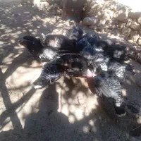 بوقلمون|حیوانات مزرعه|ایذه, |دیوار