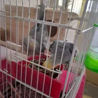 فروش تعدادی پرنده مرغ عشق عروس هلندی|پرنده|شهرضا, |دیوار