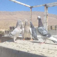 ماده پلاکی وکازرونی|پرنده|شیراز, شهرک سعدی|دیوار