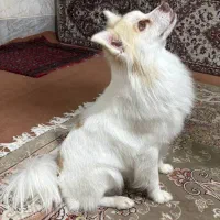 سگ پاکوتاه پامراشتپیز ۱ساله