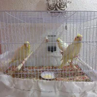 ۳ عدد جوجه پرورشی لوتینو