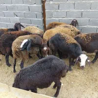 فروش تعدادی طوقلی ماده جنس قزل افشار