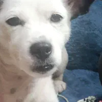 یه. دونه سگ پا کوتاه سفید رنگ