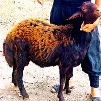 بره نر بز گوسفند