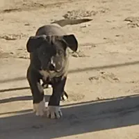 پیتبول|سگ|زاینده رود, |دیوار