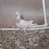 کبوتر گلی سینه سفید نر|پرنده|شیراز, فرگاز|دیوار