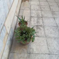 گلدان فروشی