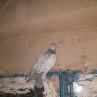 با سللام یک جفت کبوتر خشکل|پرنده|بردسکن, |دیوار