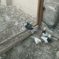 طوقی با ی شازده شکار