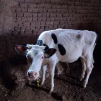 گوساله ماده یک ساله