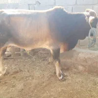 فروش گوساله دورگه پاکستانی|حیوانات مزرعه|خنج, |دیوار