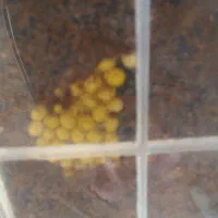 قیمت دونه ی صد هزار تومان