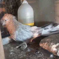 کبوتر زینتی ترکیه ای