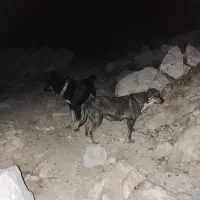 سگ شکاری 2سال بشرط