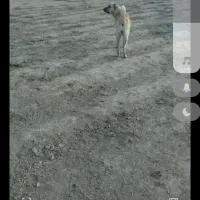 سگ سرابی اصیل ماده نگهبان گله‌ای  سه ساله|سگ|کوهدشت, |دیوار