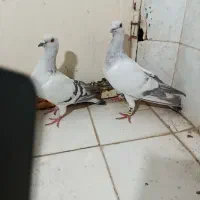 نرو ماده شامی.معاوضه با پرشی