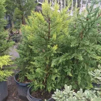 کاج لاوسون|گل و گیاه طبیعی|مشهد, نیروی هوایی|دیوار