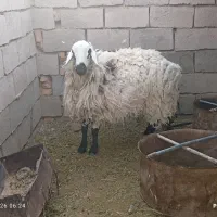 قوچ
