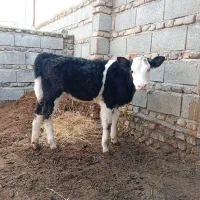 گاو سمینتال با گوساله سمینتال ماده|حیوانات مزرعه|آق قلا, |دیوار