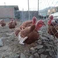 بوقلمون محلی