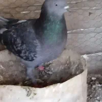 کبوتر|پرنده|قم, دروازه چوبی|دیوار