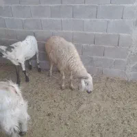 میش