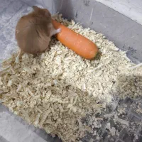 همستر بازی گوش|موش و خرگوش|بندرعباس, |دیوار