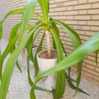 گل آپارتمانی|گل و گیاه طبیعی|آباده, |دیوار